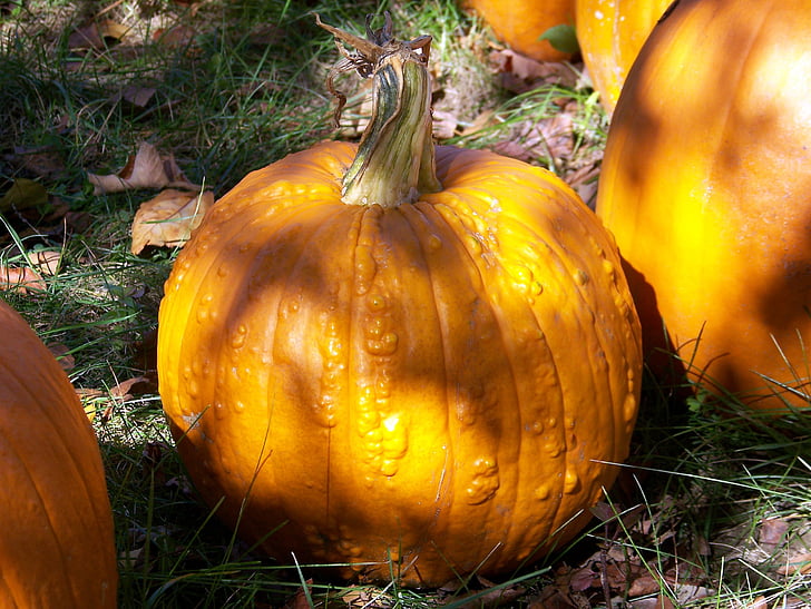 pumpkin, autumn, fall, halloween, pumpkins, harvest, seasonal