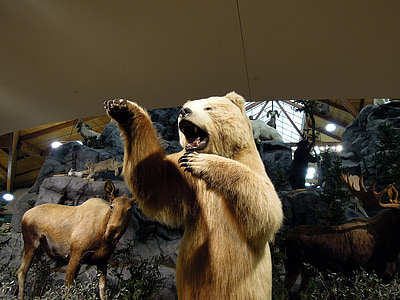 artic bear, polar bear, bear, animals, models, exhibit, show