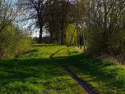 naturaleza, Ruta de acceso, bosque, hierba, caminata, sendero, distancia