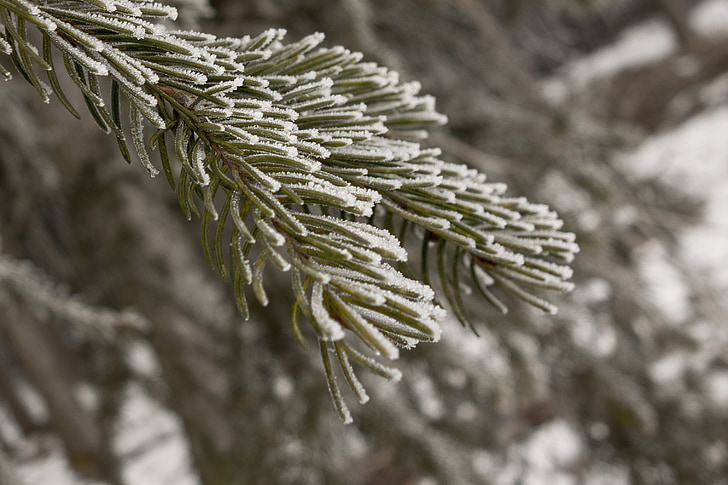 winter, fir, ice, frost, ripe, hoarfrost, wintry