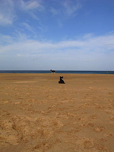 spiaggia, cane, Scozia, animale domestico, animale, oceano, sabbia