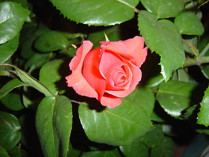 rose, pink, flower, springtime, nature, bud, beautiful