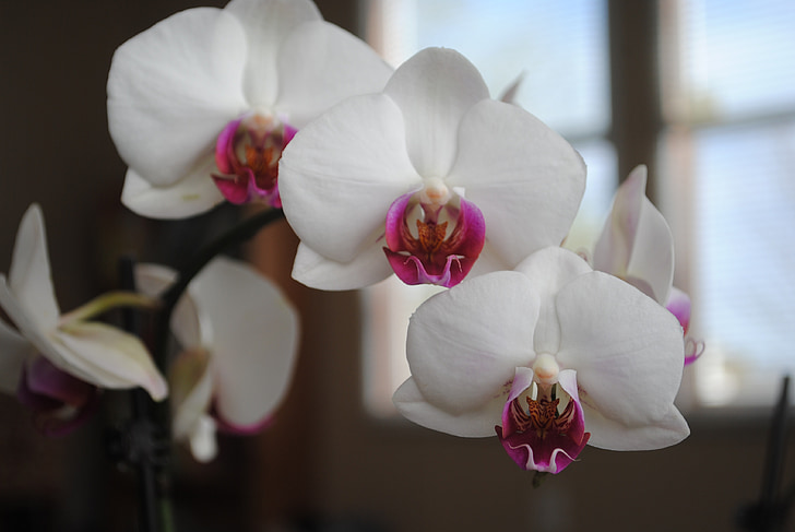 orchideák, fehér, virág, természet, trópusi, szirom, Bloom