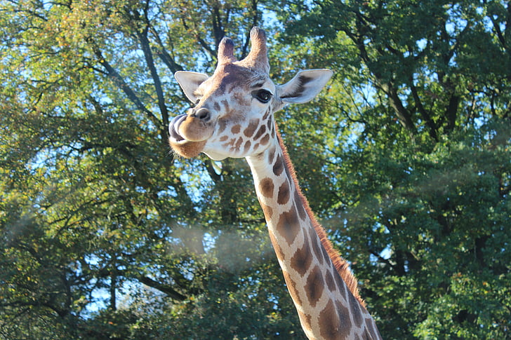 giraff, Rothschild giraff, Camelopardalis, rothschildi, djur, däggdjur, hals