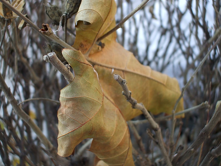 brūnā lapu, Leaf, novembris
