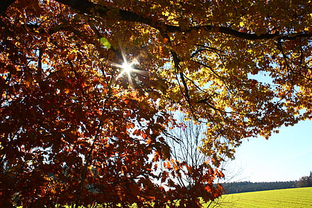 efterår, humør, gyldne efterår, blade, træ i efteråret, efterår farve, blade i efteråret