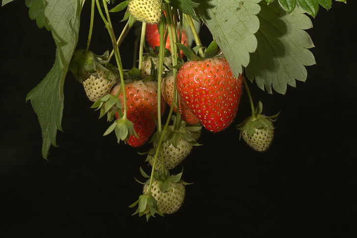 strawberries, bush, fruits on the tree, fruit, fruits, red, close