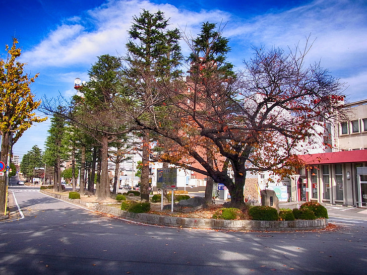 Okazaki, Japon, ville, rue, arbres, à l’extérieur, l’automne