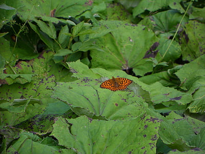 fritillary, butterfly, orange, insect, splash of color, nature
