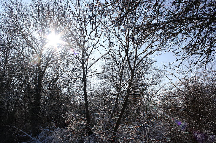 puud, lumi, talvel, külm, Frost, taevas, lahe