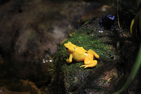 Panamski golen żaba, żaba, żółty, trujące, zwierzęta, płazów