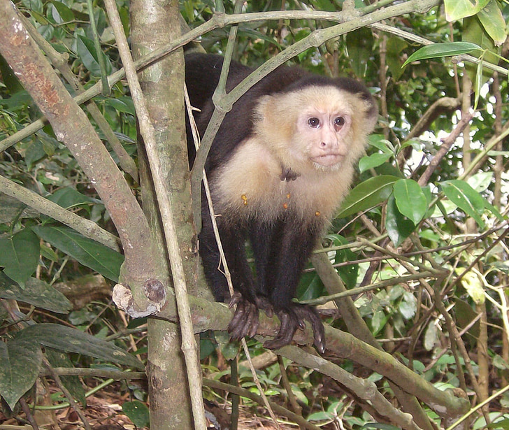 primatas, Kosta Rika, džiunglės, beždžionė, žinduolis, Gamta