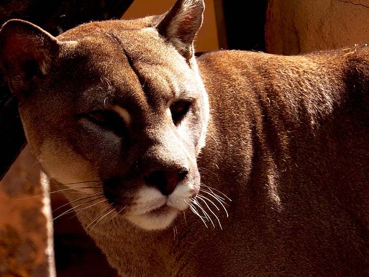 Puma, zologico, động vật có vú, động vật, động vật, Thiên nhiên, vật nuôi