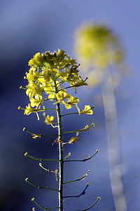 rapeseed, flower, reflection, single, yellow, agriculture, the cultivation of