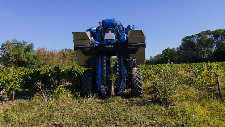 høst, drue høst maskine, landbrugsmaskine, drueklase, vin