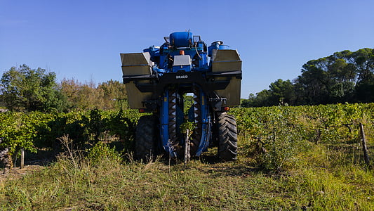 Harvest, drue innhøsting maskinen, landbruks maskin, gjeng druer, Vine