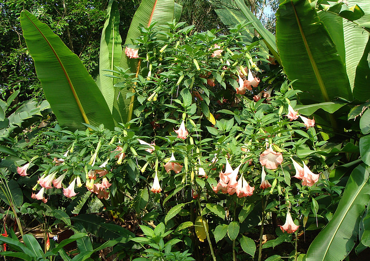 albero datura, tromba dell'Angelo, trombe peruviani, Brugmansia arborea, Solanaceae, rosa, fiore
