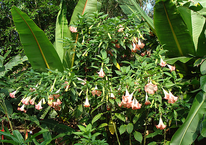 tree datura, angel's trumpet, peruvian trumpets, brugmansia arborea, solanaceae, pink, flower
