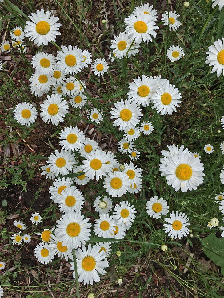 Daisy, Wildflowers, kukka, Luonto, kesällä, kasvi, ruoho