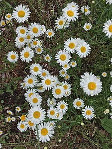 Daisy, fleurs sauvages, fleur, nature, été, plante, herbe