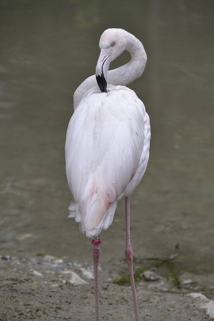 Flamingo, roz, pasăre de apă, natura, gradina zoologica, animale, pasăre