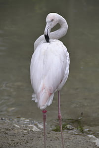 Flamingo, merah muda, burung air, alam, kebun binatang, hewan, burung