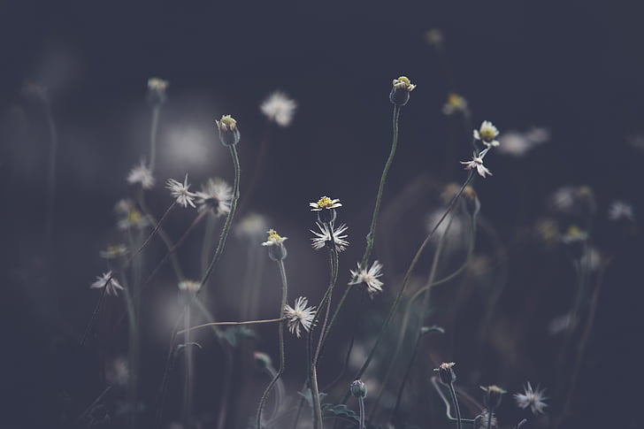 flower, nature, plant, outdoor, garden, growth, fragility