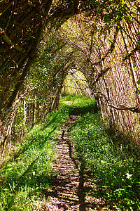 természet, horzsolás, elérési út, alagút, Willow alagút