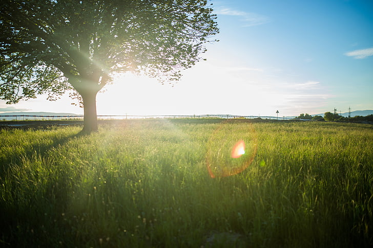 tree, field, nature, grass, plants, sun rays, sunset