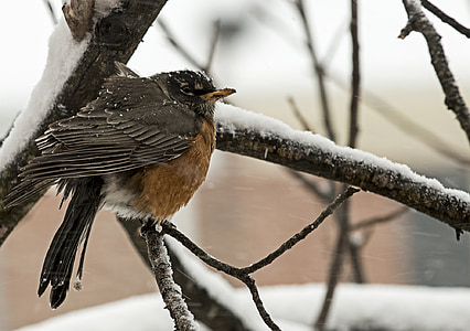 zimowe, zimno, śnieg, Robin, ptak, Północnej Wirginii, sezon