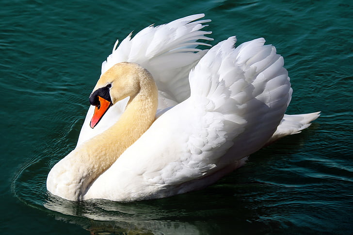 Swan, vatten fågel, djur, flöten, stolthet, sjön, schwimmvogel