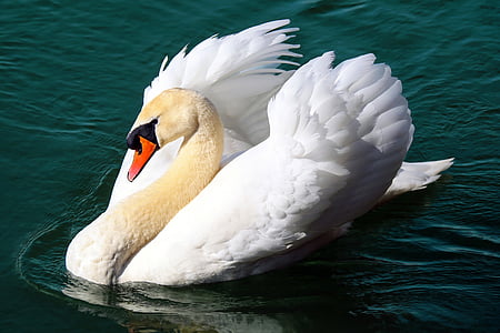 Swan, pasăre de apă, animale, flotoare, mândria, Lacul, schwimmvogel