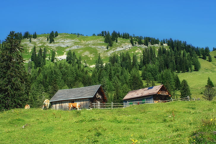 Styria, Austria, krajobraz, sceniczny, wzgórze, na zboczu, lasu