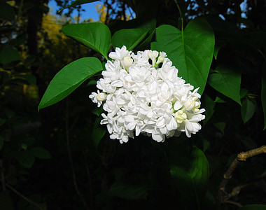 lilac, flowers, white, ornamental shrub, common lilac, flower, bush