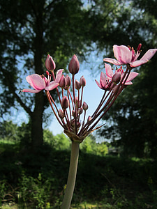 Butomus umbellatus umbellatus, pressa de floração, pressa de grama, flores silvestres, inflorescência, Flora, botânica