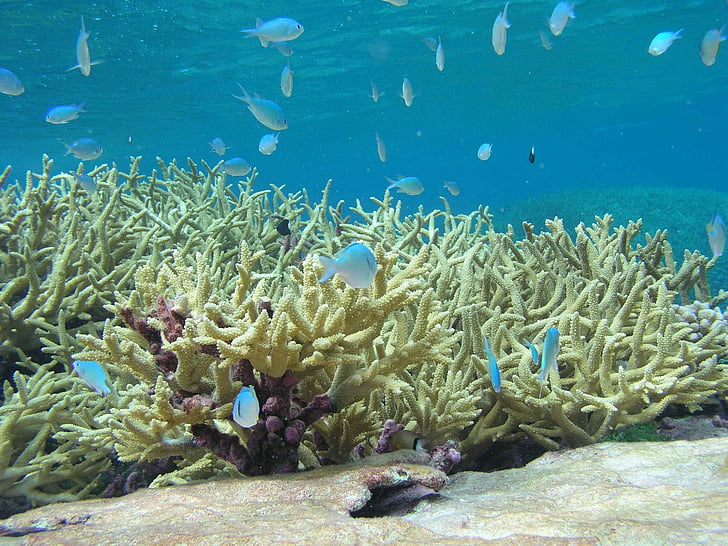 scenic, coral, staghorn, fish, reef, chromis, underwater
