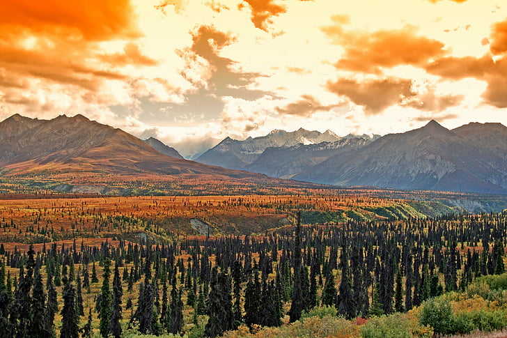 Alaska, manzara, doğal, Orman, ağaçlar, dağlar, Tundra