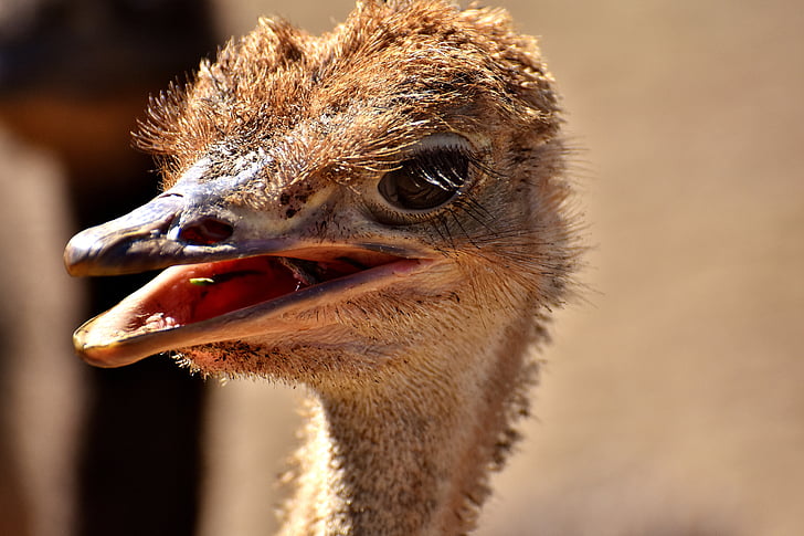 bouquet, ostrich farm, cute, bird, poultry, feather, young animal