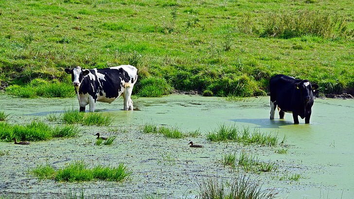cattle, cows, pasture, pond, cooling, cow, mammal