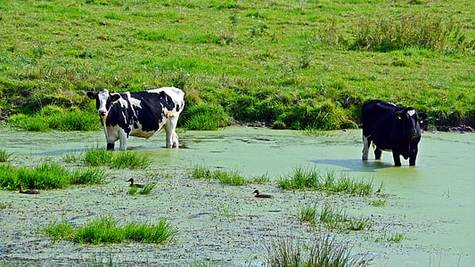 gado, vacas, pasto, Lagoa, de resfriamento, vaca, mamífero