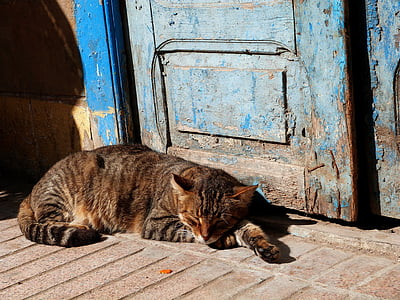 gato, a dormir, ao ar livre, varanda, porta, cara, retrato