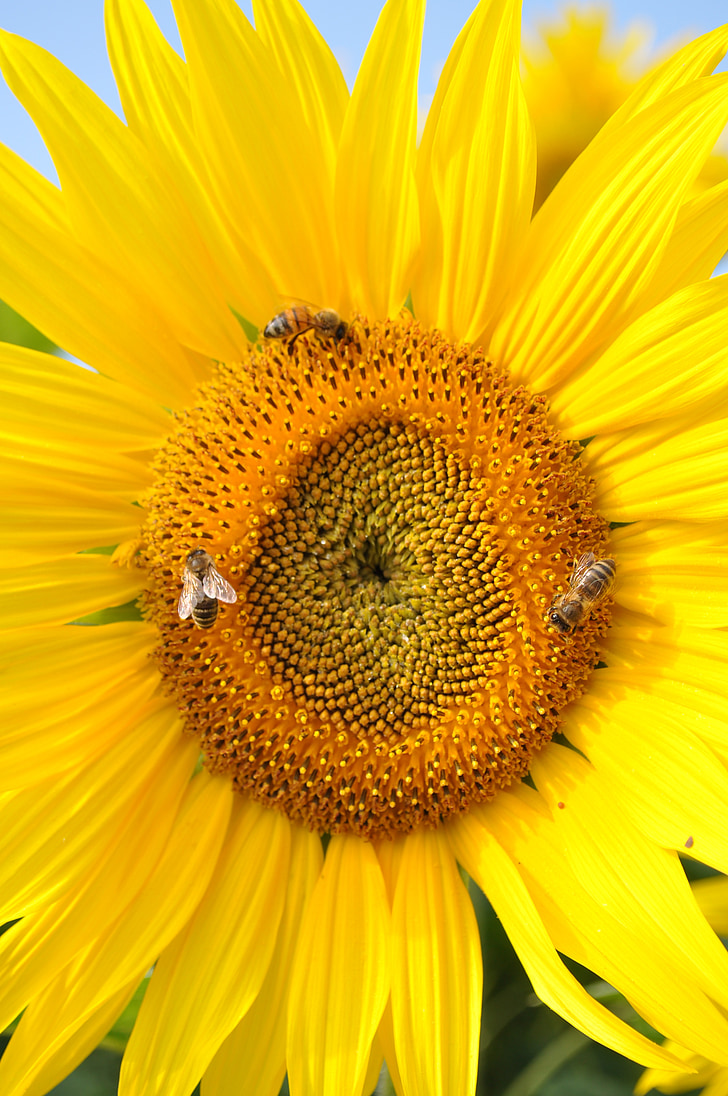 sun flower, bee, nature, yellow, plant, flower, field of flowers
