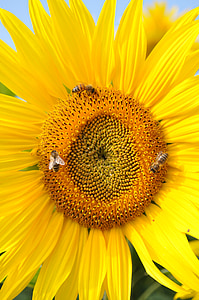 bunga matahari, lebah, alam, kuning, tanaman, bunga, bidang bunga
