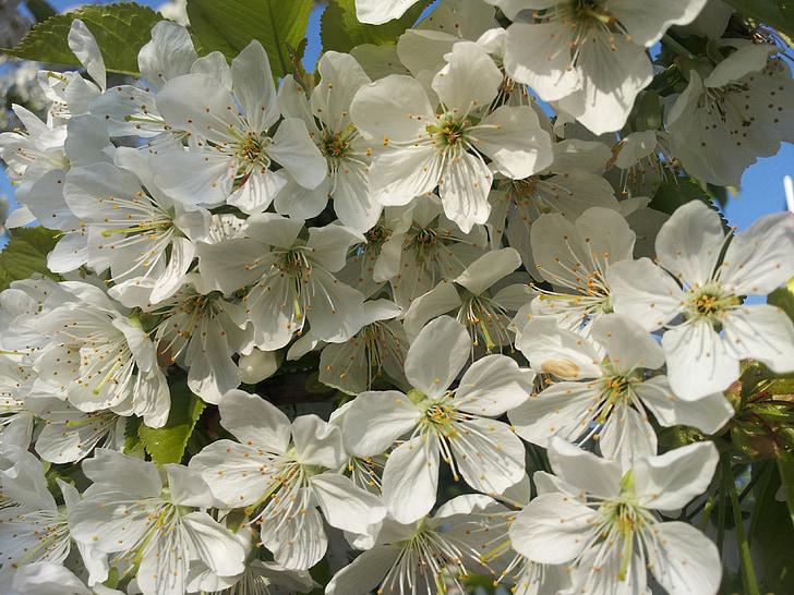 žydinčios japoniškos sakuros, balta, pavasarį, žydėti, medis, Gamta, sodas
