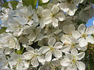 άνθη κερασιάς, λευκό, άνοιξη, άνθιση, δέντρο, φύση, Κήπος