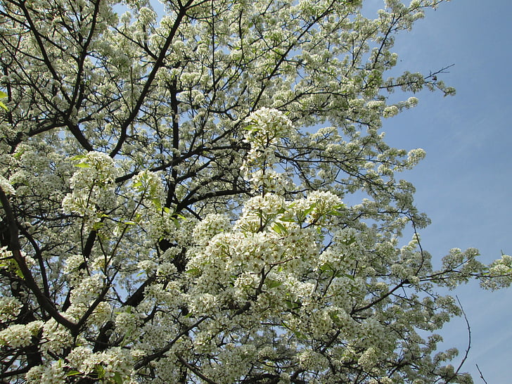 flor de cerejeira, Branco, Parque, planta, árvore, natureza, filial