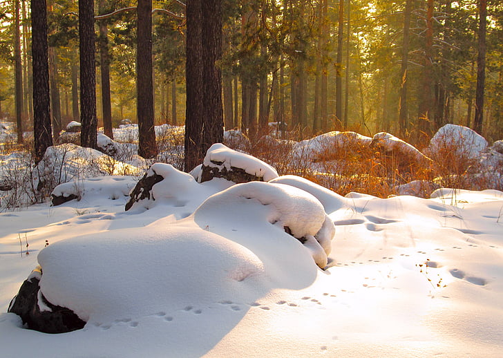priroda, Zima, snijeg, krajolik, stabla, drvo, hladno