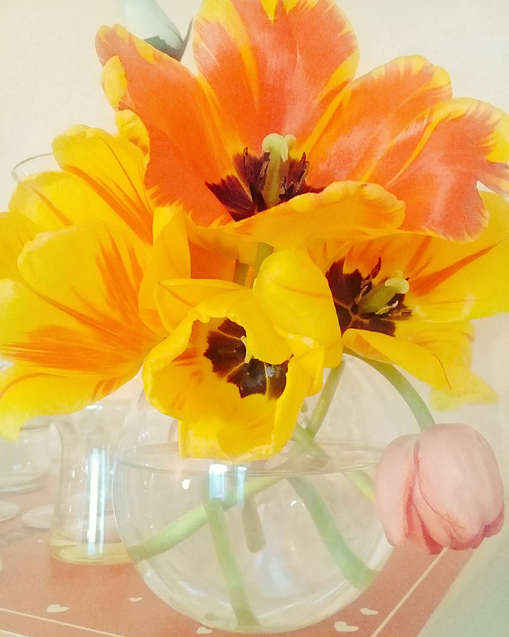 blomster, tulipaner, vårblomster, vakkert, våren, dobbel tulip, gul tulip