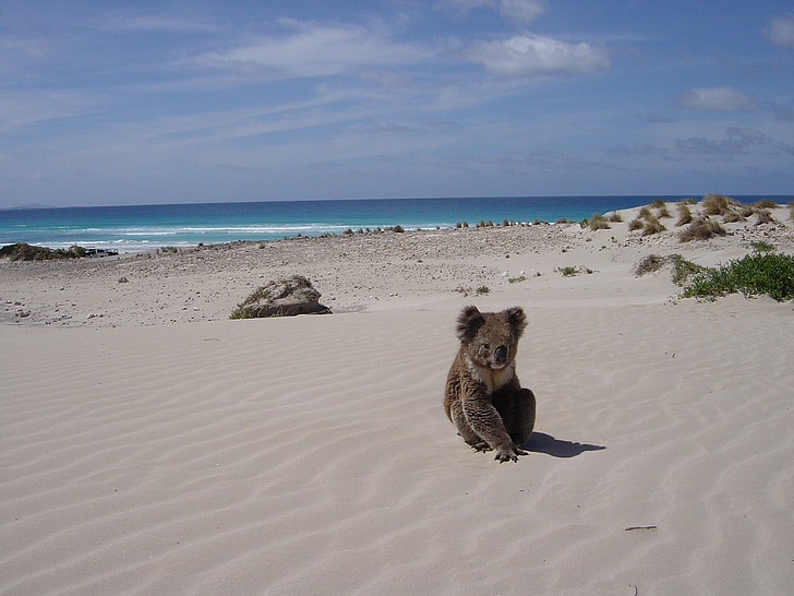 Koala, pláž, sám, zvíře, medvěd, Sleaford, Sandhill