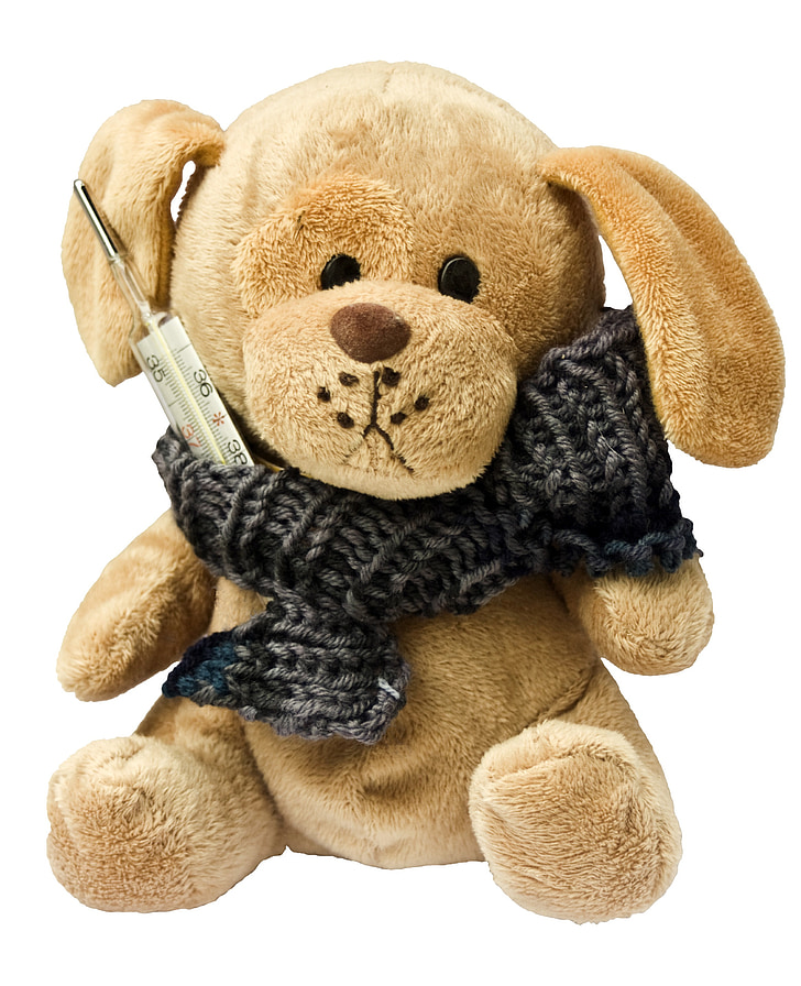 teddy, dog, stuffed animal, ill, injured, fever, fever thermometer